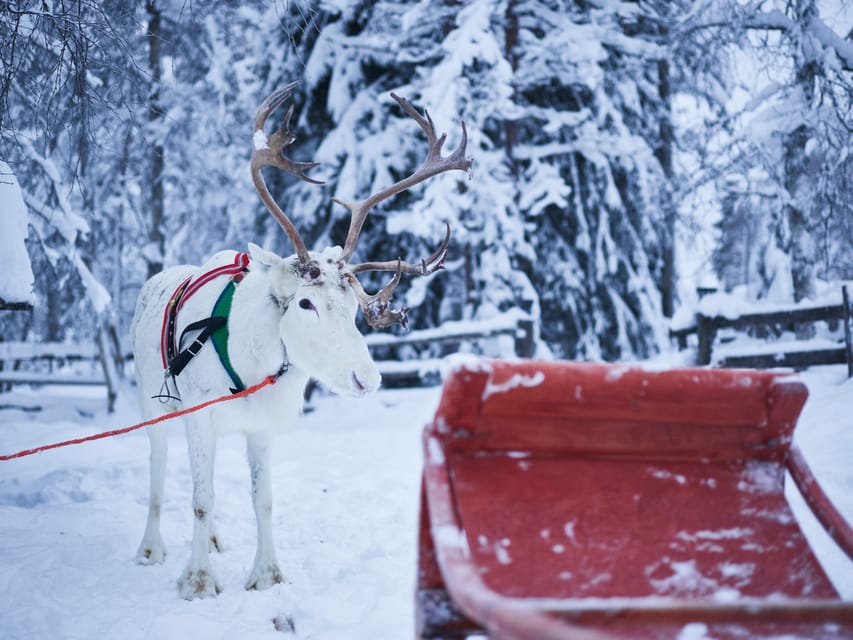 Levi: Winter Highlights Family Day - Key Highlights You Should Know Before You Go