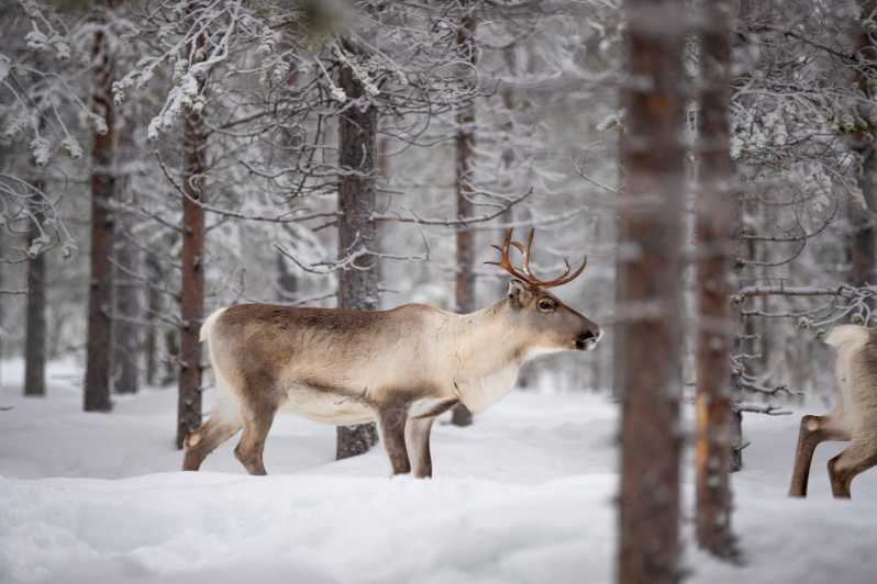 Levi: Winter Highlights Family Day - Getting There From Levi: How the Day Really Flows