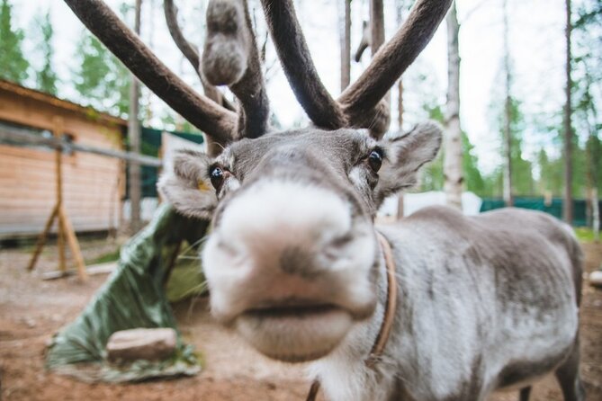 Meet Santa Claus & Santa's Reindeer Ride & Greet Huskies - Reindeer Ride (400 m) and Husky Greet Plus Ride (500 m)