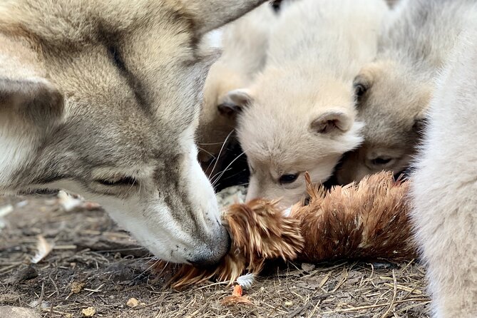 Meet Taivas & the Arctic Wolves - Private Tour - What the 90 minutes actually feels like: forest walk, enclosures, and close-up time