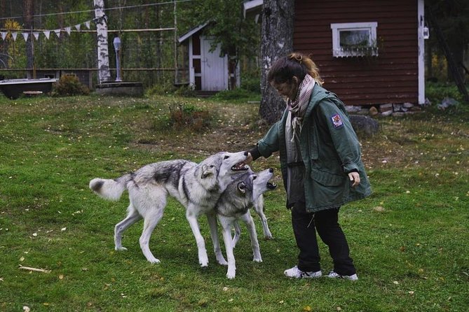 Meet Taivas & the Arctic Wolves - Private Tour - Photo time that matches what you are learning