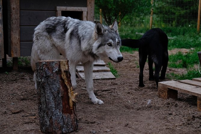 Meet Taivas & the Arctic Wolves - Private Tour - Meet goats and chickens, and feel the farm reality