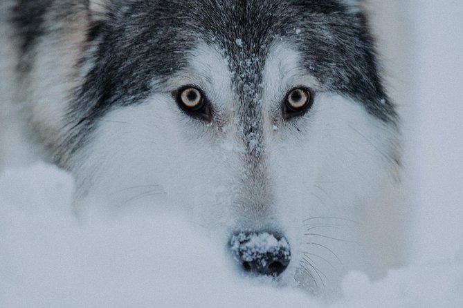 Meet Taivas & the Arctic Wolves - Private Tour - Price and value: $311.87 for a private 90-minute Arctic animal encounter