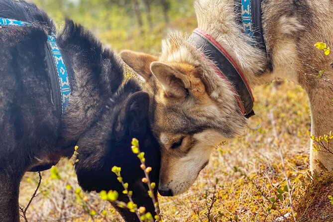 Meet Taivas & the Arctic Wolves - Private Tour - Logistics from Rovaniemi: plan on a car and good timing