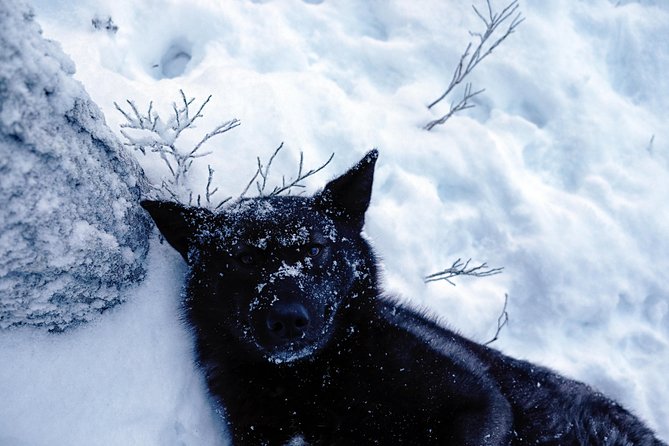 Meet Taivas & the Arctic Wolves - Private Tour - Who should book this private wolfdog tour, and who should skip it