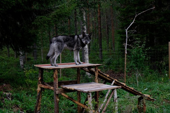 Meet Taivas & the Arctic Wolves - Private Tour - Learning wolf behavior the right way, not just looking at teeth