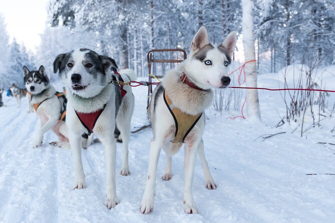 Nulkki Husky Adventure - Key highlights
