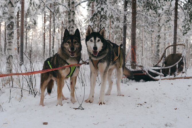 Nulkki Husky Adventure - Why a husky ride in Rovaniemi feels different than a typical tour