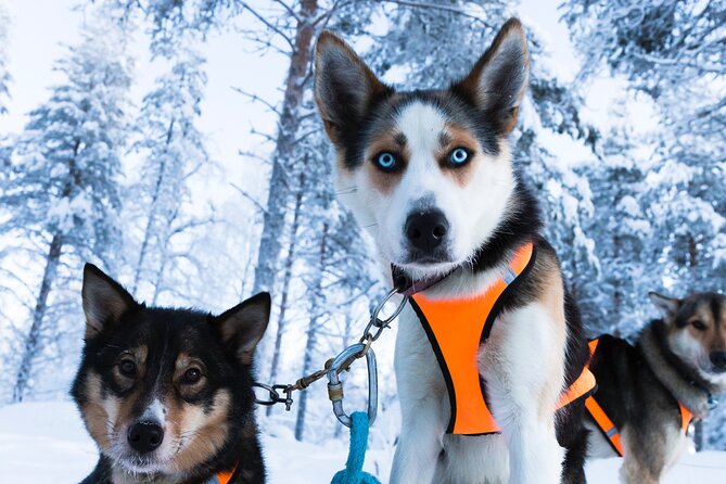 Nulkki Husky Adventure - From Pekankatu meeting point to warm gear and a quick briefing