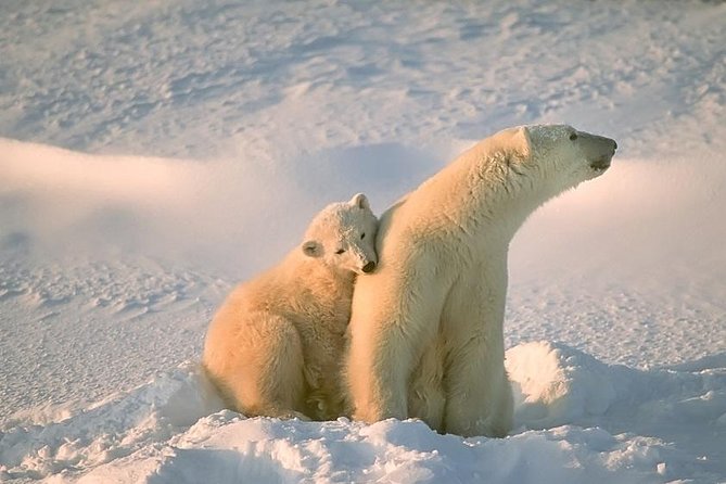 Ounasvaara and Ranua Zoo - Key reasons this Ounasvaara and Ranua Zoo day works