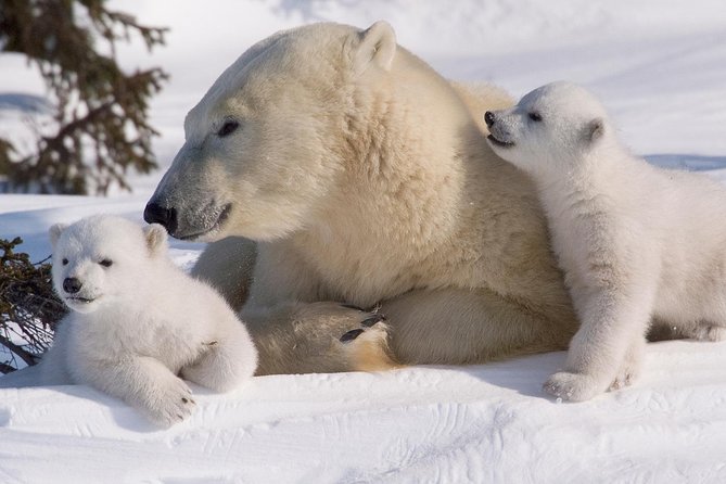 Ounasvaara and Ranua Zoo - Ranua Zoo Wildlife Park: Arctic species without the line stress