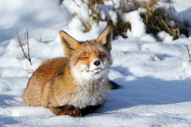 Ounasvaara and Ranua Zoo - Getting there comfortably: what to watch in the vehicle