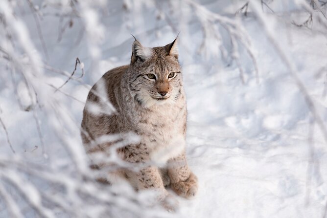 Ranua Wildlife Park Day: Visit the Arctic Animals - Ranua Wildlife Park: Arctic animals up close in Lapland