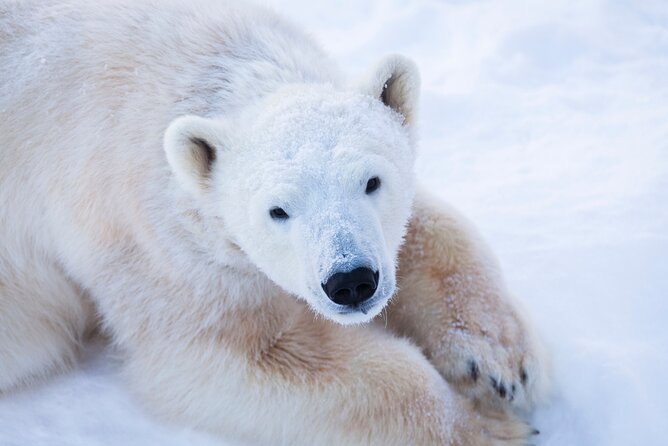 Ranua Wildlife Park Day: Visit the Arctic Animals - The 6-hour flow: guided tour, free time, and your snowy forest walk
