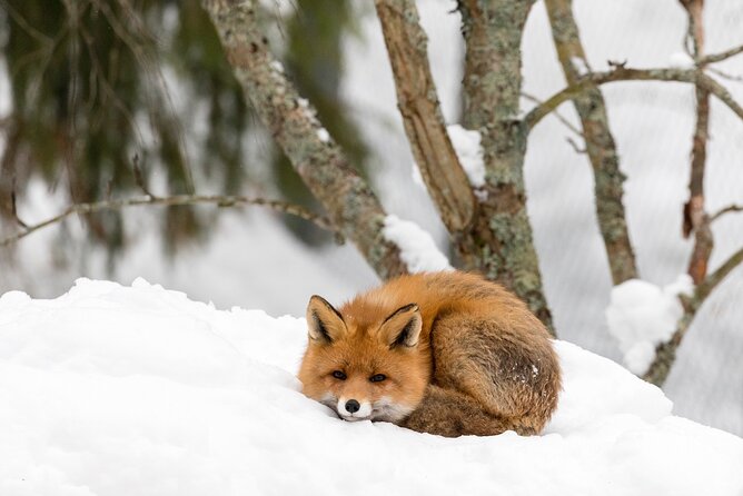 Ranua Wildlife Park Day: Visit the Arctic Animals - What the guide adds: animal facts that make the park click
