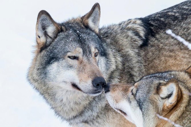 Ranua Wildlife Park Day: Visit the Arctic Animals - Price and value: what $154 buys you (and what it does not)