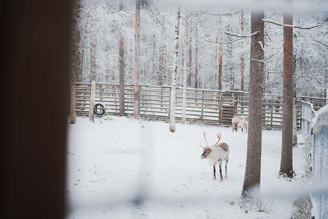 Ranua Wildlife Park Day: Visit the Arctic Animals - Who should book this Ranua day trip?