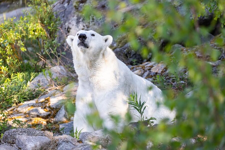 Ranua: Wildlife Park Entrance Ticket - Key points before you go