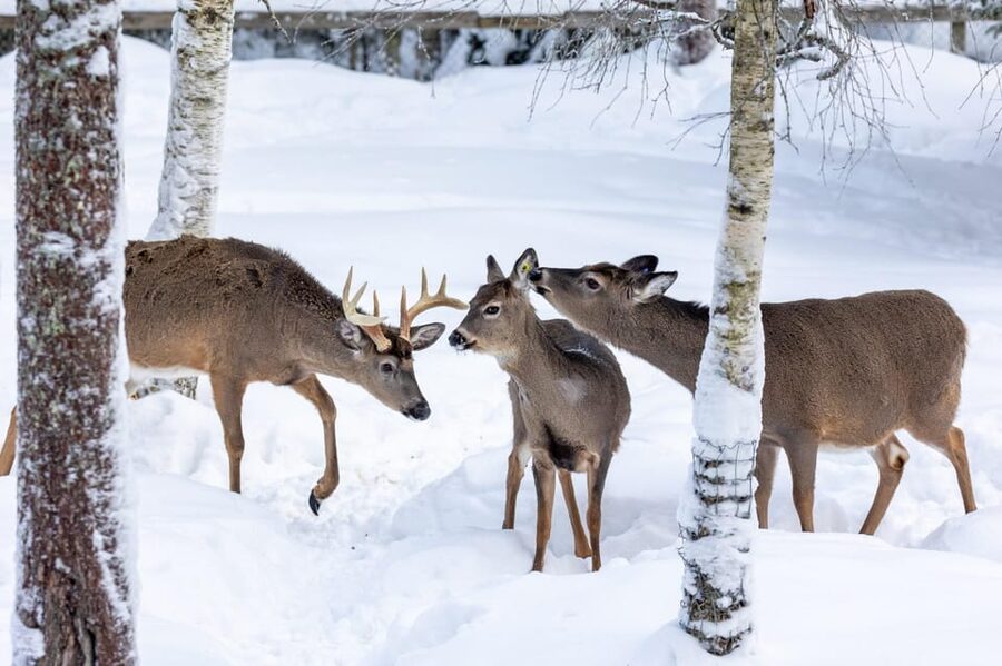 Ranua: Wildlife Park Entrance Ticket - Animals and Enclosures: More Forest, Less Zoo Energy