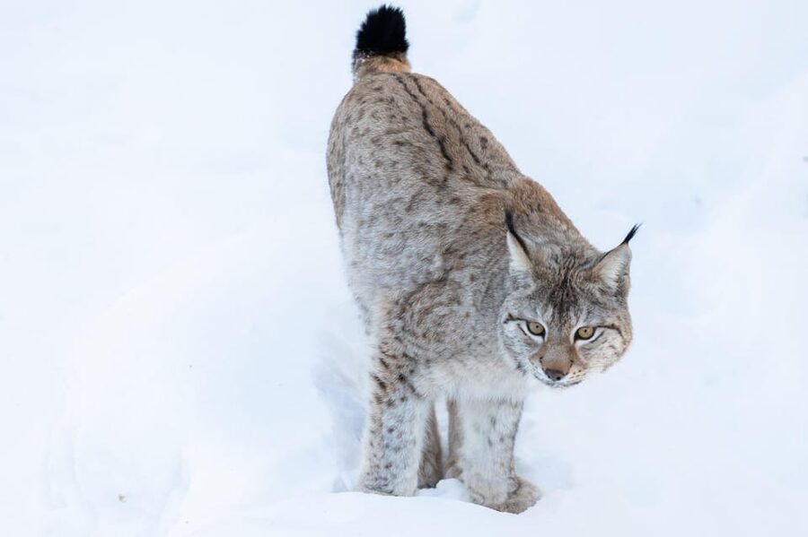 Ranua: Wildlife Park Entrance Ticket - Weather Reality: What to Wear for Arctic-Style Walking
