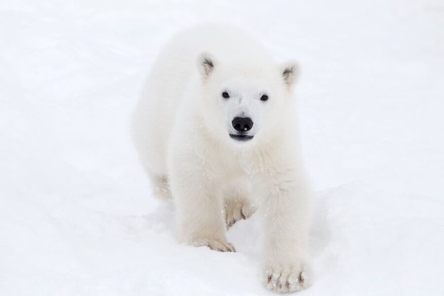 Ranua: Wildlife Park Experience with Buffet Lunch - The guided circuit: 200 Arctic specimens, explained as you go