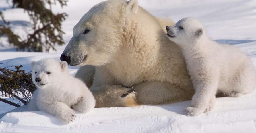 Ranua: Wildlife Park Experience with Buffet Lunch - Clothing in subzero weather: thermal gear is the main decision