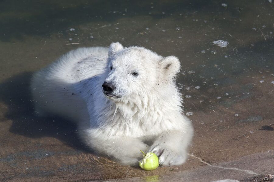 Ranua Wildlife Park Guided Tour from Rovaniemi - Key highlights at a glance