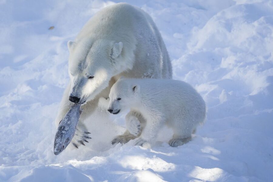 Ranua Wildlife Park Guided Tour from Rovaniemi - Who Should Book This Ranua Guided Tour From Rovaniemi?