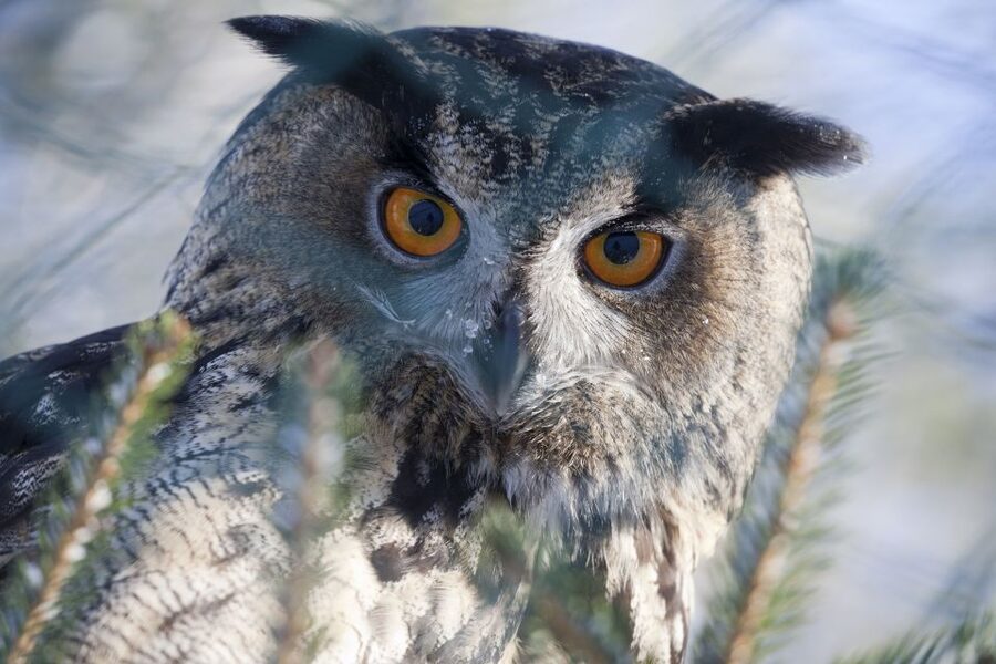 Ranua Wildlife Park Guided Tour from Rovaniemi - Hotel Pickup From Rovaniemi Makes the Whole Day Easier