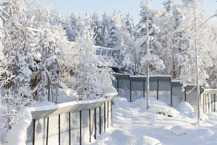 Ranua Wildlife Park Guided Tour from Rovaniemi - The 5-Hour Flow: What You Do From Start to Finish