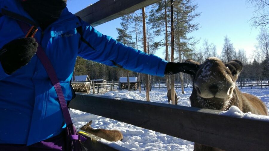 Ranua Wildlife Park Guided Tour from Rovaniemi - How to Get More From the Animal Viewing (Without Chasing Every Photo)