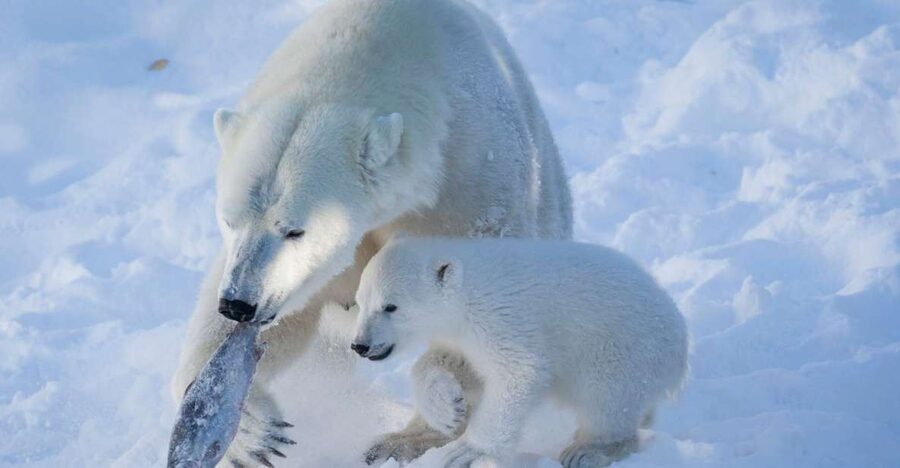Ranua Wildlife Park Guided Tour from Rovaniemi - Price and Value: Is $165 Worth It?