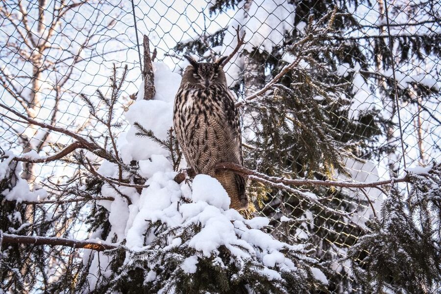 Ranua Wildlife Park Guided Tour from Rovaniemi - Small Details That Matter in Winter