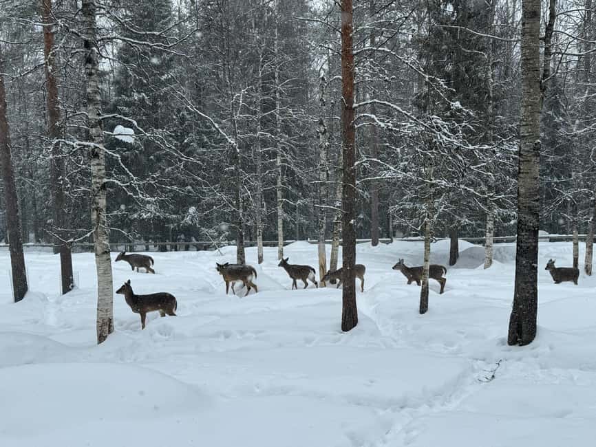 Ranua Wildlife zoo tour with lunch buffet included - Northern Lights photo vantage point: what to expect