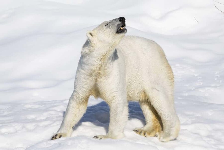 Ranua Wildlife zoo tour with lunch buffet included - The guided walking loop: polar bears, wolves, lynx, and more