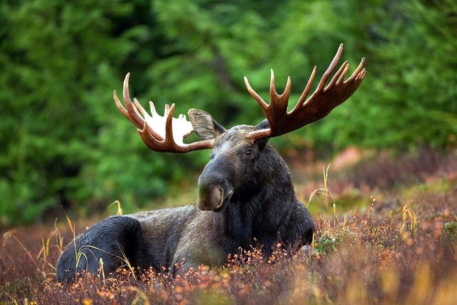 Ranua Zoo and BBQ - Price and What You’re Really Paying For at $259.06