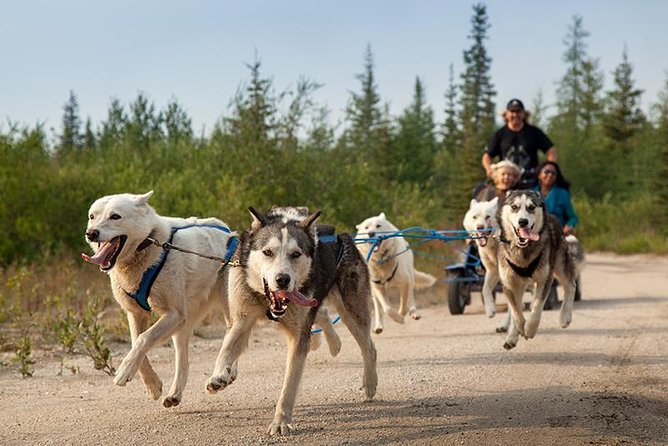 Ranua Zoo and BBQ - Animals to Look For at Ranua, Moose, Wolves, Polar Bears, and More