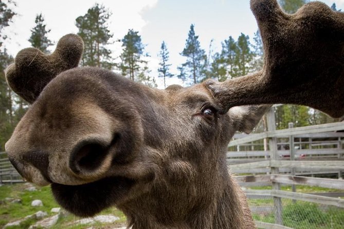 Ranua Zoo and BBQ - Campfire Lappish BBQ: What You’ll Eat and What to Expect