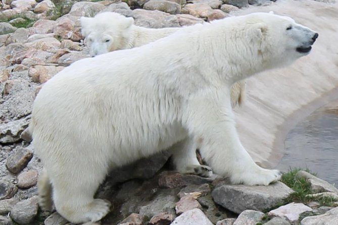 Ranua Zoo Family Tour from Rovaniemi - Family-friendly tips that make the day smoother