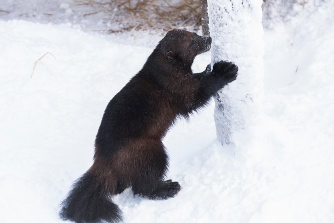 Ranua Zoo tour, optional lunch - How the half-day starts, and why pickup matters in Rovaniemi