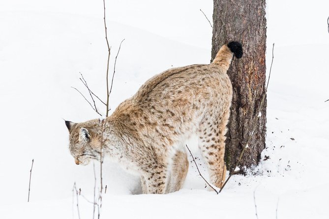 Ranua Zoo tour, optional lunch - Food and drinks: what is not included, and where to plan around it