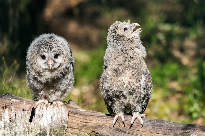 Ranua Zoo tour, optional lunch - Getting the most from your visit in winter conditions