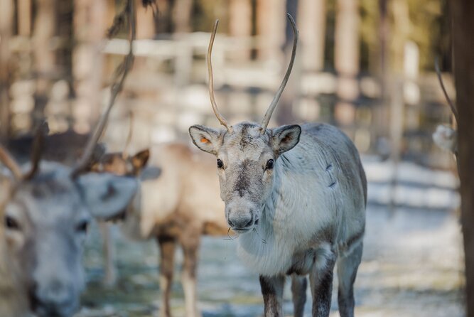 Reindeer Experience with Sledge Ride - Koskikatu 8 or Santa Claus Village check-in, then you get winter-ready