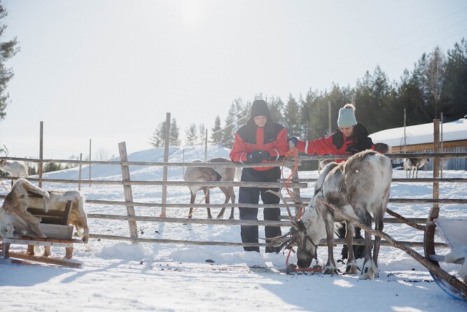 Reindeer Experience with Sledge Ride - The 20-minute ride to Reindeer Manor, and why timing feels tight