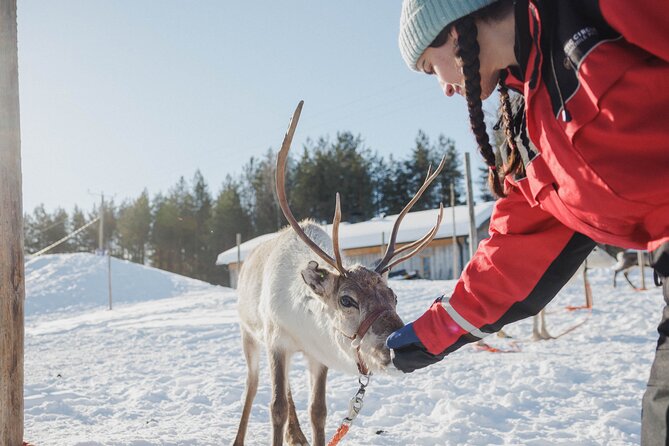 Reindeer Experience with Sledge Ride - My booking call: should you book it?