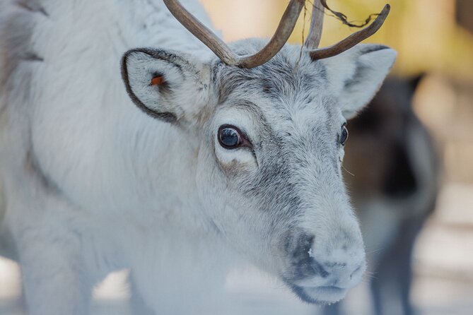 Reindeer Experience with Sledge Ride - Meet the reindeer at the farm, then feeding time