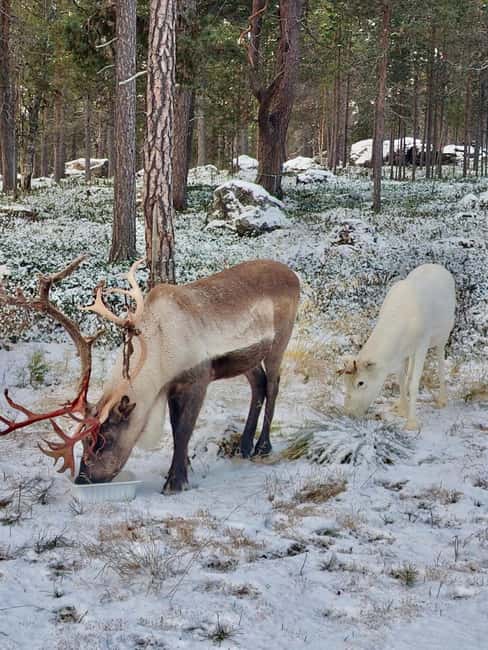 Reindeer feeding in Inari - Key things to look forward to in Inari reindeer feeding