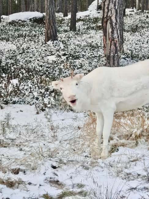 Reindeer feeding in Inari - Meet the reindeer ranch near Inari village