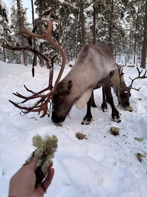 Reindeer feeding in Inari - Feeding lichen from your hand: what it feels like up close