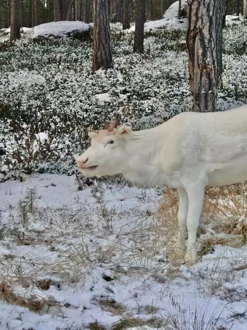 Reindeer feeding in Inari - The 1.5-hour flow: transfer, sleigh, then hands-on feeding